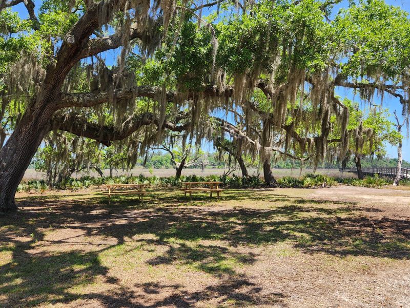Natural landscape and outdoor views near in Yemassee (Image 62). Natural landscape and outdoor views near in Yemassee (Image 62).