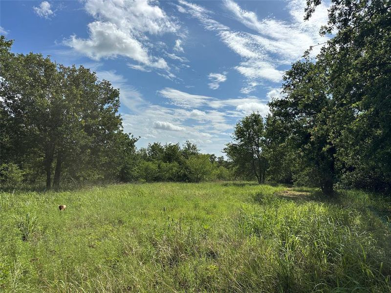 Expansive green space featuring natural vegetation and perimeter tree lines Expansive green space featuring natural vegetation and perimeter tree lines