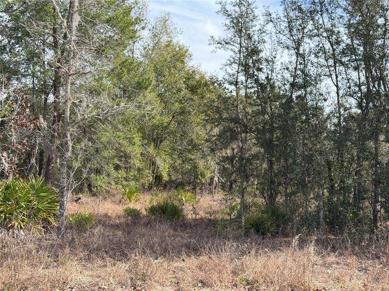 Natural landscape and outdoor views near  in Brooksville (Image 8).