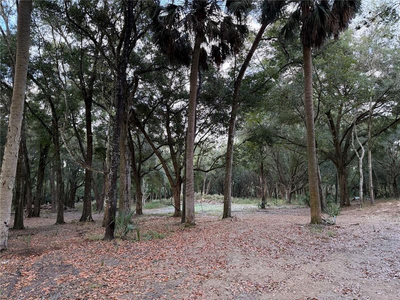 Natural landscape and outdoor views near  in Citra (Image 15).
