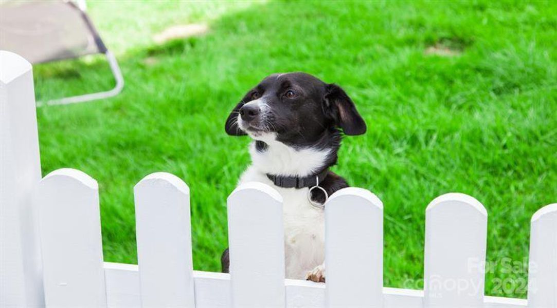 Dog Park - We haven't forgotten about your furry family member.  Meet up with friends at the community dog park