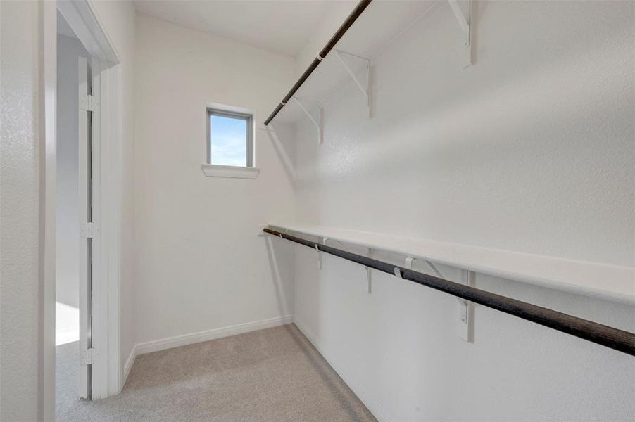 Walk-in closet featuring light-toned carpeting, a window providing natural illumination, multiple white shelving units, and dark-toned clothing rods for organized storage