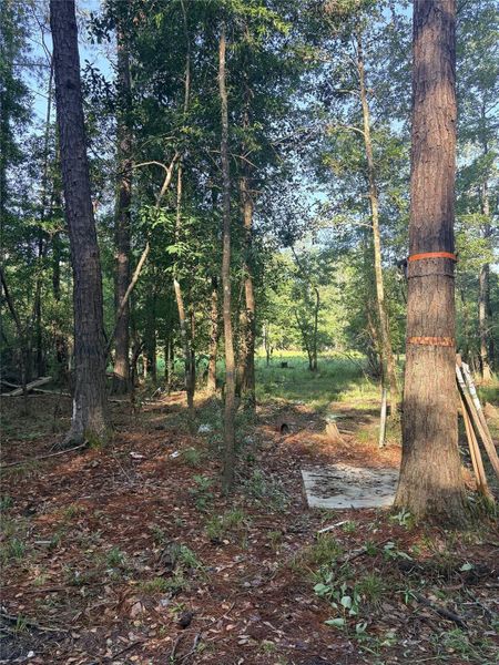Natural landscape and outdoor views near in Silsbee (Image 13). Natural landscape and outdoor views near in Silsbee (Image 13).