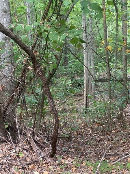 Natural landscape and outdoor views near  in Ranger (Image 14).