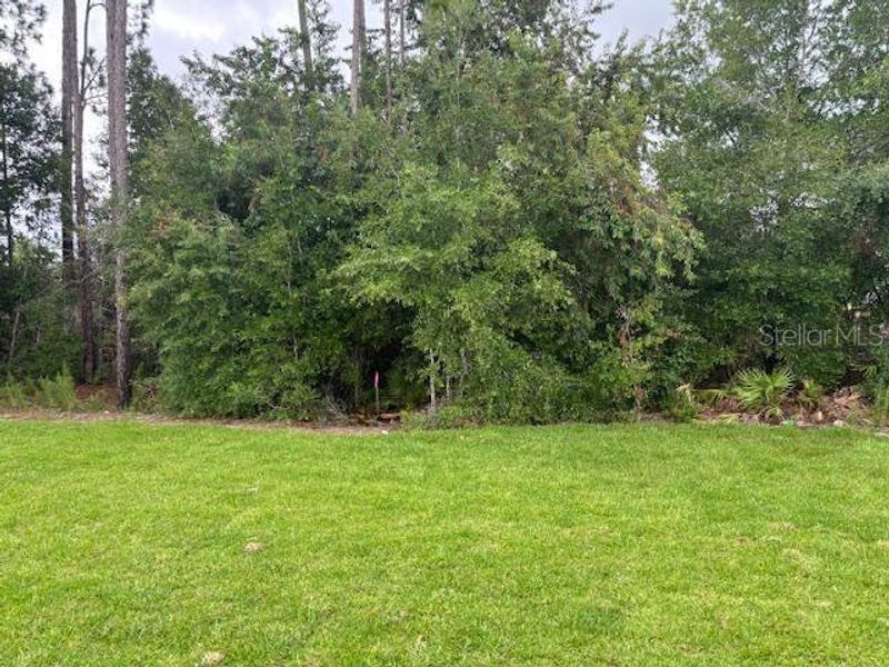 Natural landscape and outdoor views near Juliette Falls in Dunnellon (Image 2).