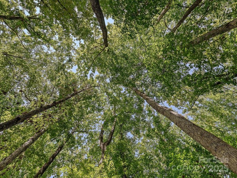 Lovely Trees Lovely Trees