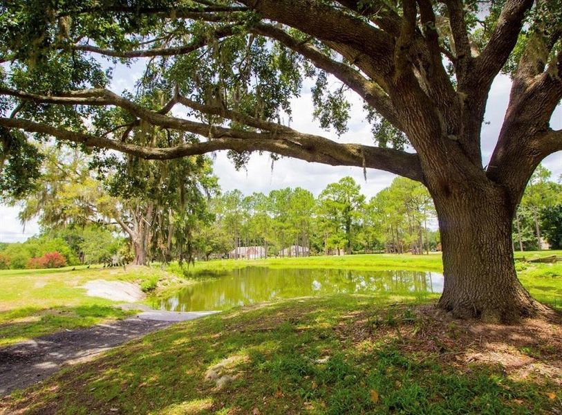 Natural landscape and outdoor views near Briarwood in Alachua (Image 51).