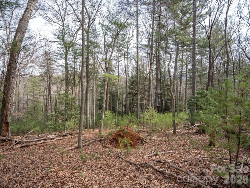 Natural landscape and outdoor views near  in Asheville (Image 11).