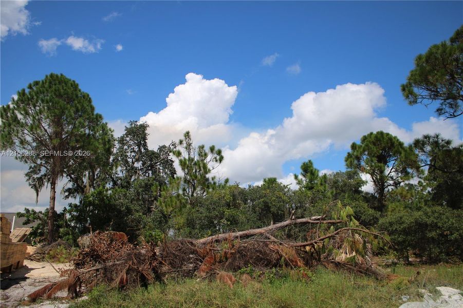 Undeveloped lot featuring mature pine trees and native vegetation