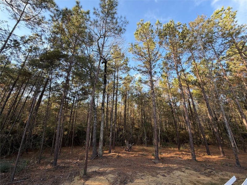 Wooded backyard before landscape