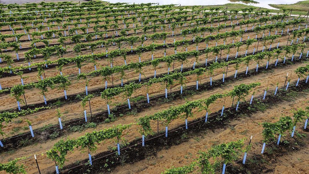 Wine Vineyard Wine Vineyard