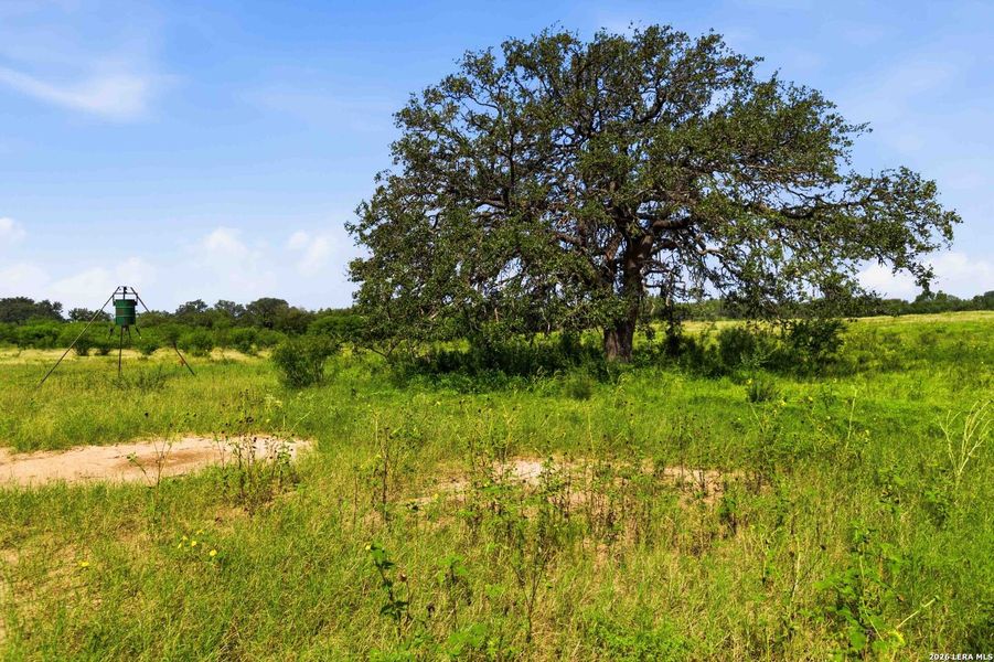 Natural landscape and outdoor views near  in Sabinal (Image 65).