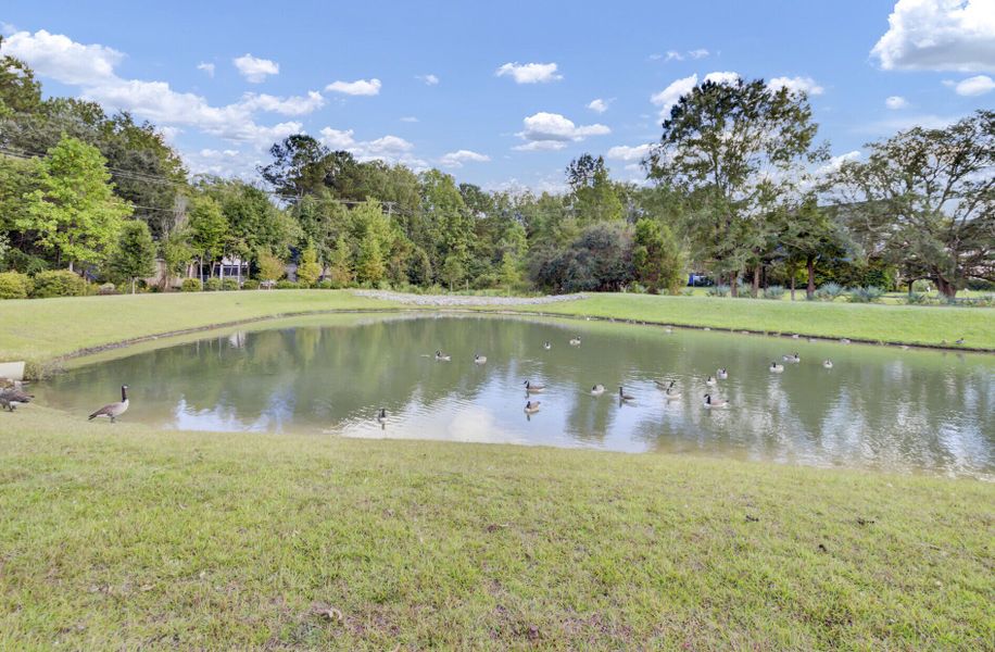 Natural landscape and outdoor views near  in Summerville (Image 43).