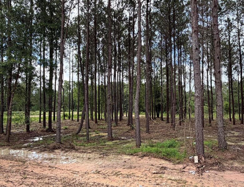 Site preparation for new homesites in Deer Pines, Conroe (Image 10).