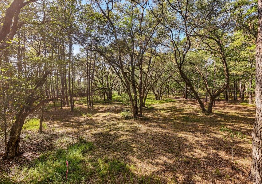 Natural landscape and outdoor views near  in Edisto Island (Image 36).