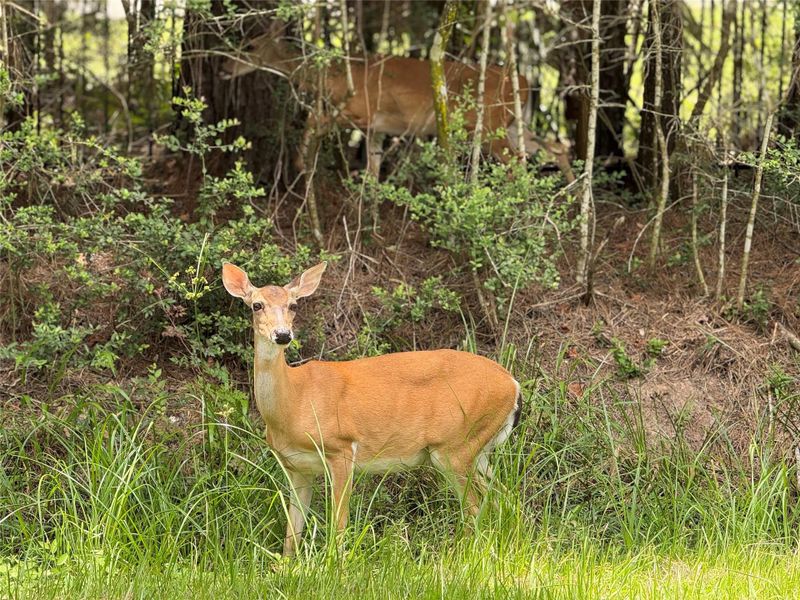 Your new back neighbor! Your new back neighbor!
