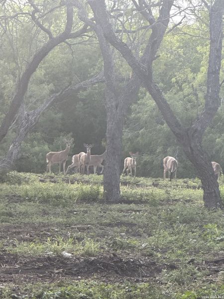 Natural landscape and outdoor views near  in Karnes City (Image 16).