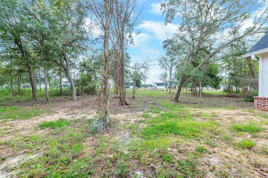 Wooded backyard