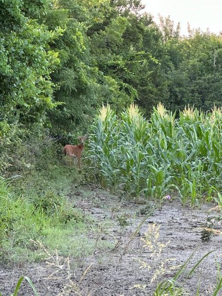 Deer Active ! Deer Active !