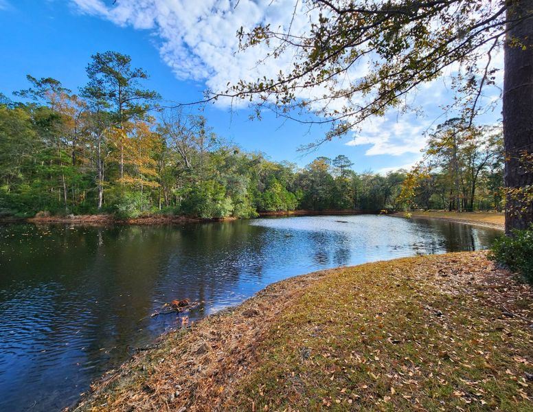 Natural landscape and outdoor views near  in Seabrook (Image 75).