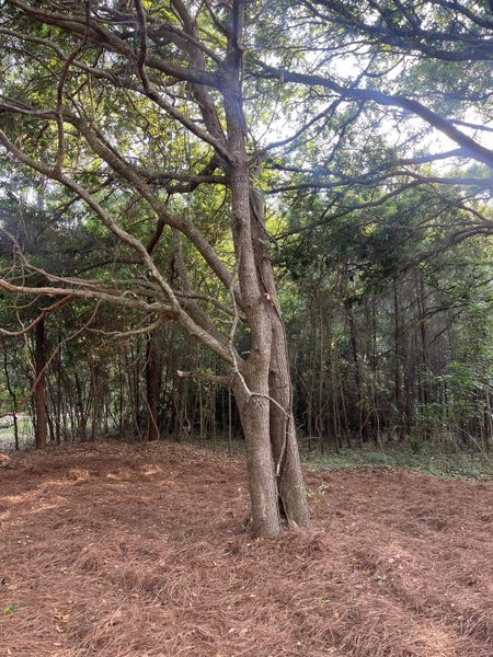 Natural landscape and outdoor views near  in Charleston (Image 44).