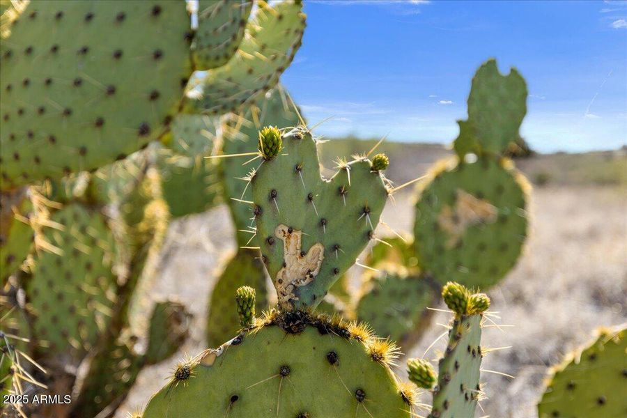 11-Close-up Shot 11-Close-up Shot