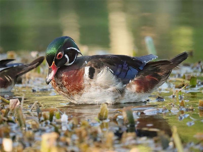 Wood Ducks on the Rainbow River