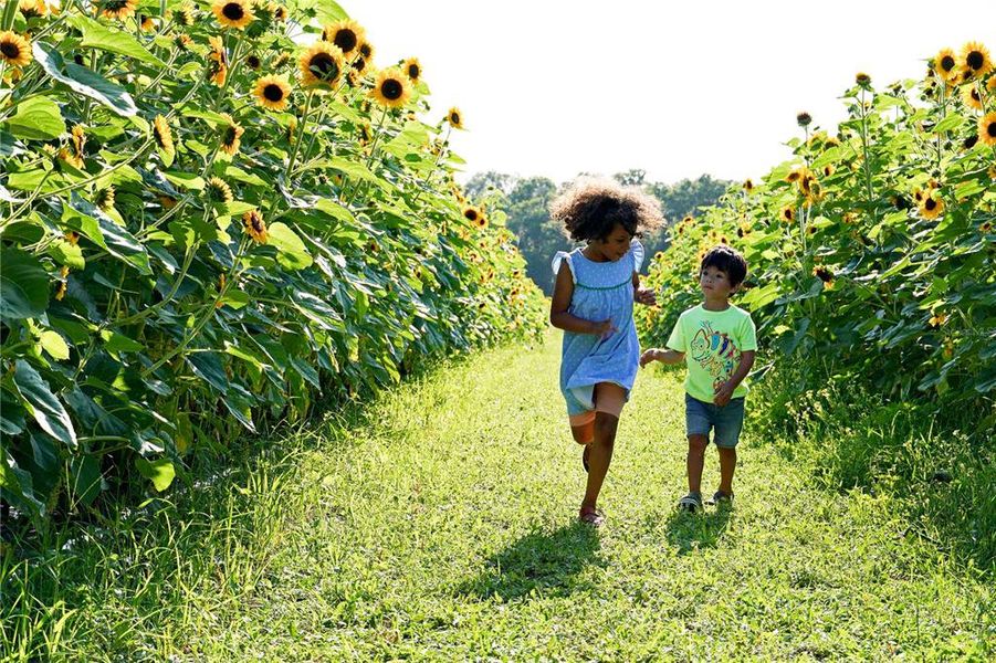 Sunflower Patch at Cannon Farms - 15 min away