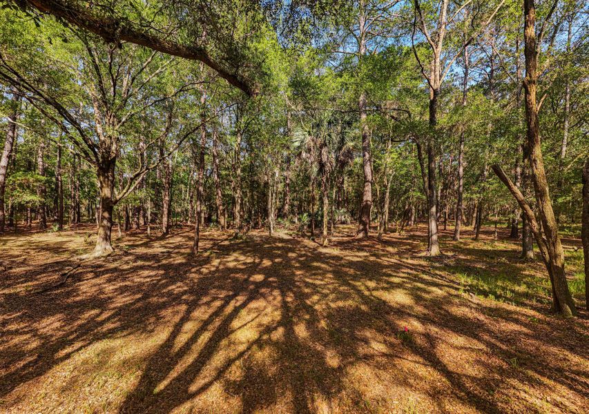 Natural landscape and outdoor views near  in Edisto Island (Image 69).