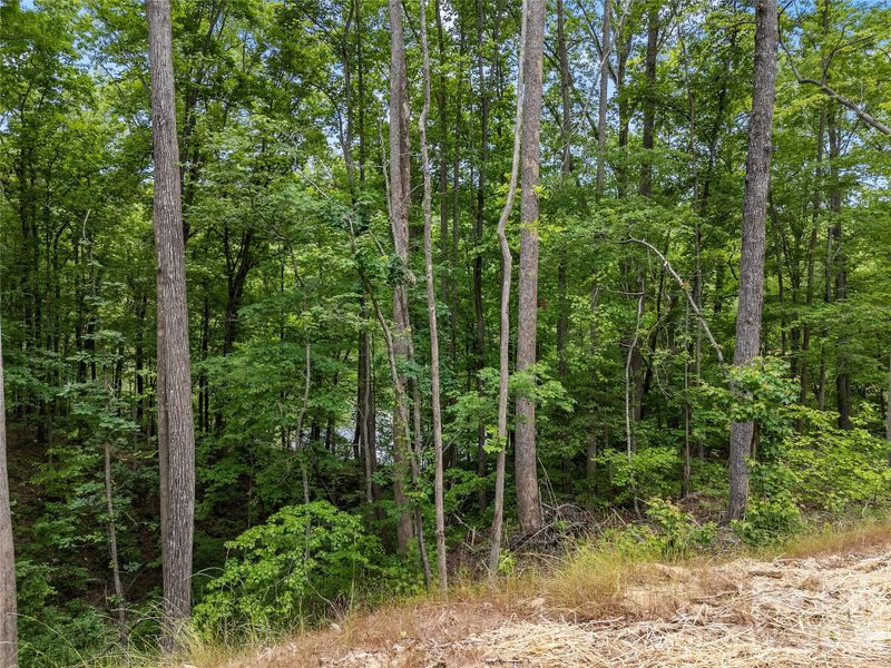 Natural landscape and outdoor views near  in Travelers Rest (Image 41).