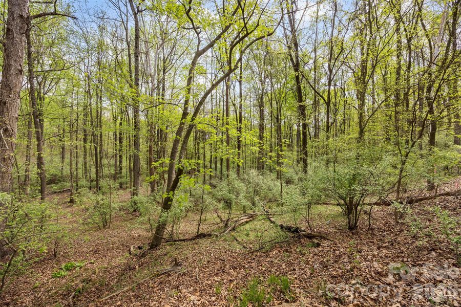 Natural landscape and outdoor views near  in Charlotte (Image 15).