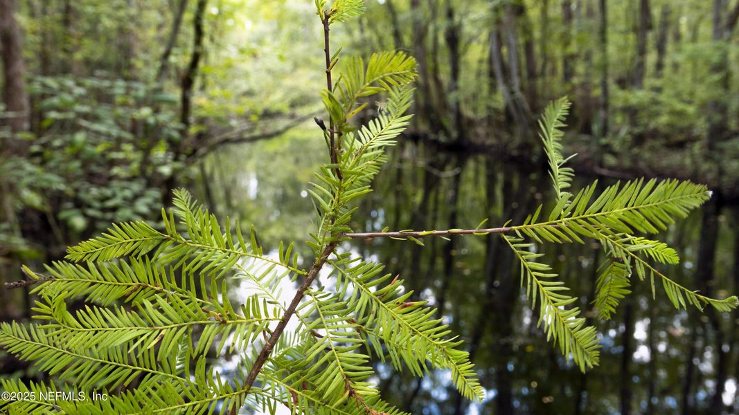 Natural landscape and outdoor views near Trailmark in St. Augustine (Image 49).