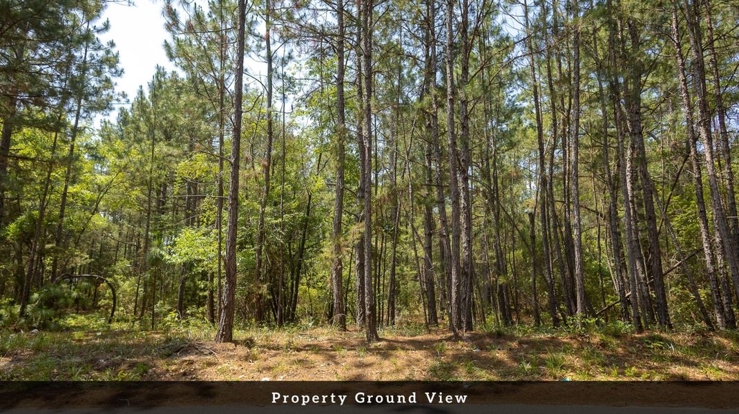 Natural landscape and outdoor views near  in Eutawville (Image 33).