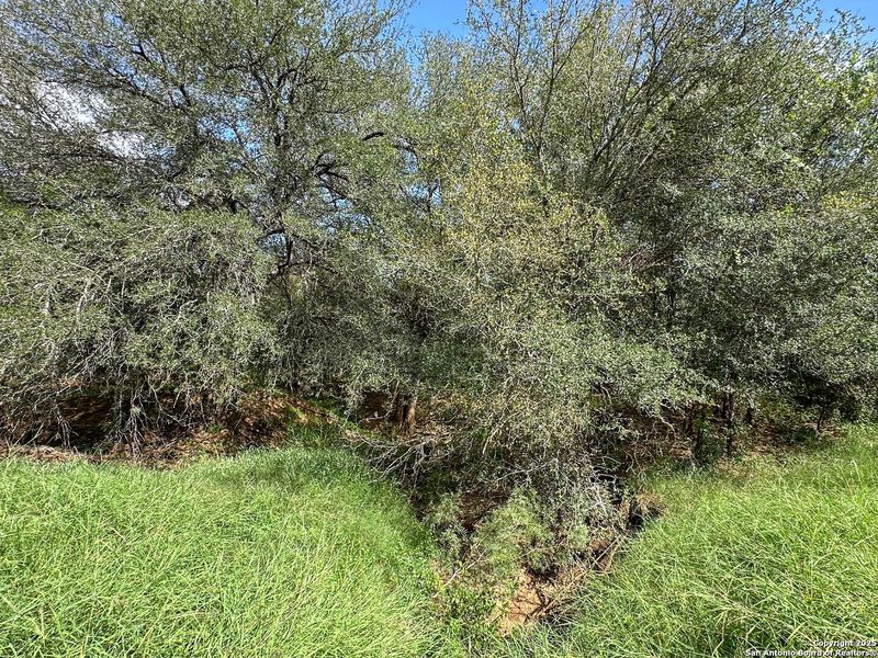 Natural landscape and outdoor views near  in Jourdanton (Image 22).