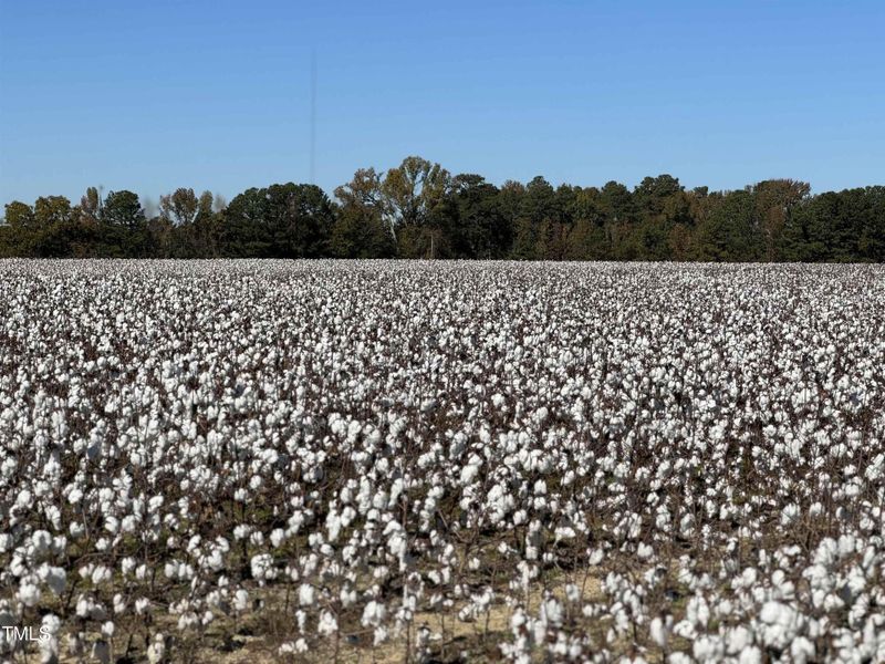 COTTON FARM