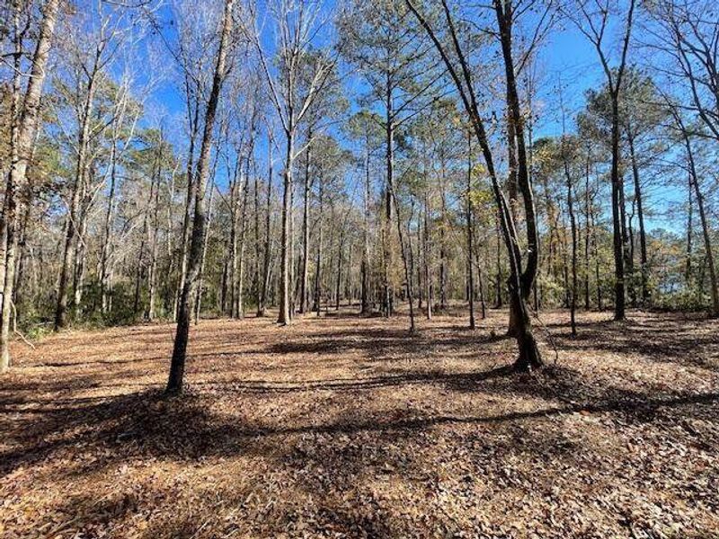 Natural landscape and outdoor views near  in Summerville (Image 19).