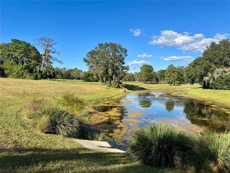 Natural landscape and outdoor views near in Tarpon Springs (Image 12). Natural landscape and outdoor views near in Tarpon Springs (Image 12).