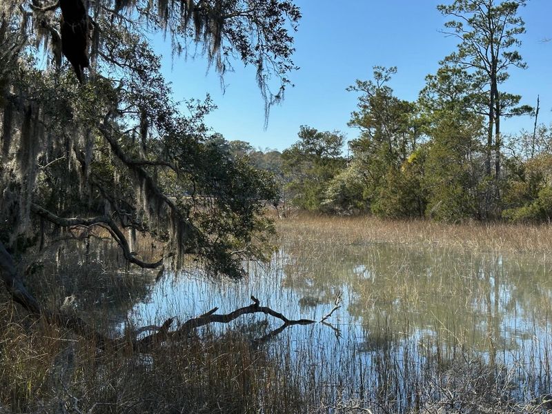 Natural landscape and outdoor views near  in Wadmalaw Island (Image 7).