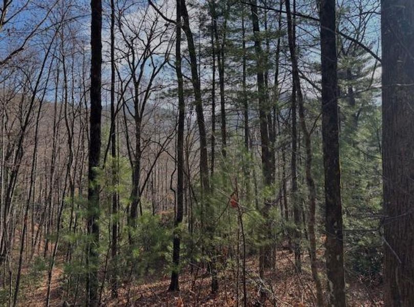 Natural landscape and outdoor views near  in Sky Valley (Image 8).