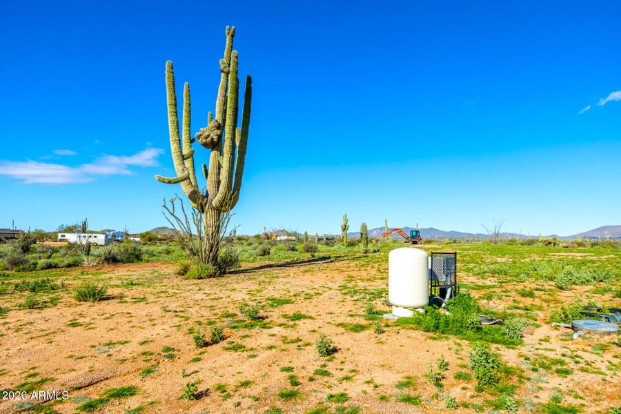 Crested Saguaro, well