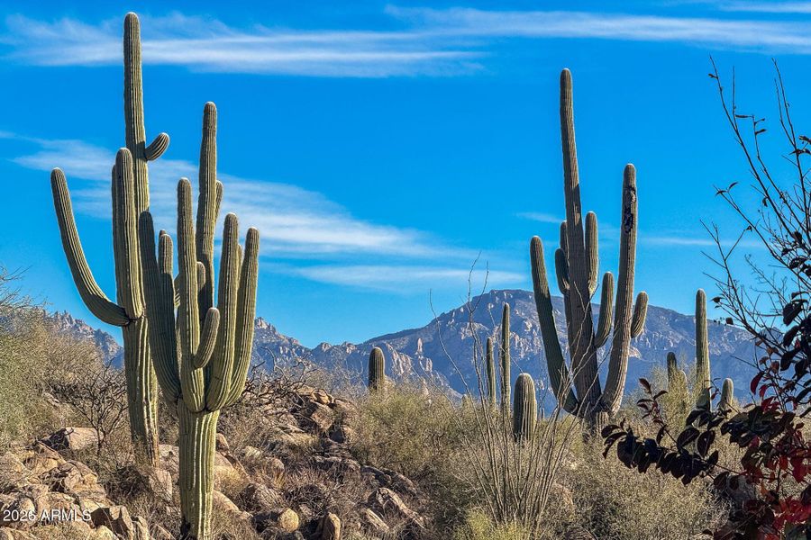 123-web-or-mls-1313 Tortolita Mountain C 123-web-or-mls-1313 Tortolita Mountain C