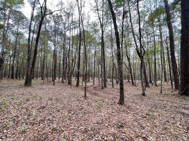 Natural landscape and outdoor views near  in Summerville (Image 18).