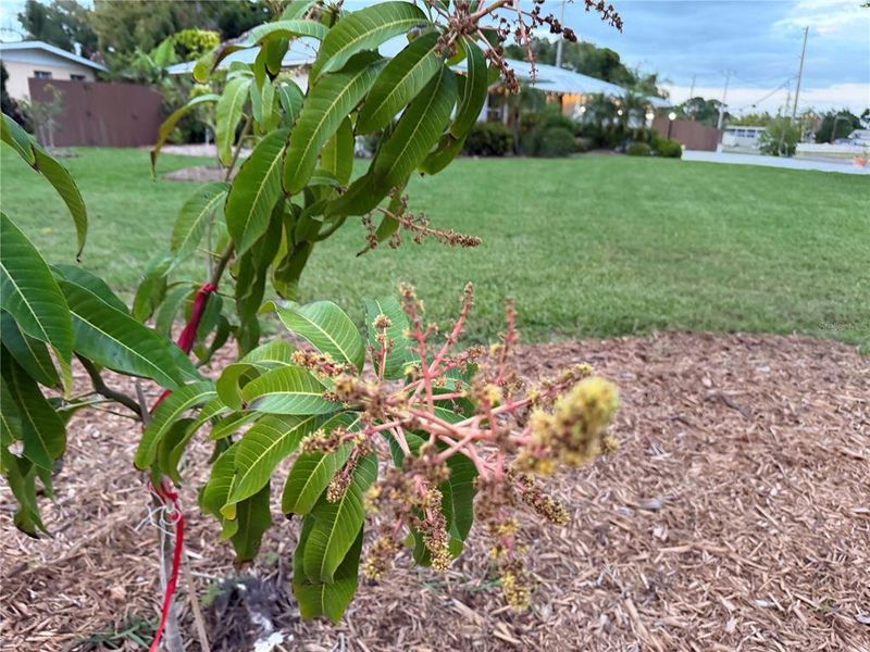 Natural landscape and outdoor views near  in Bradenton (Image 51).
