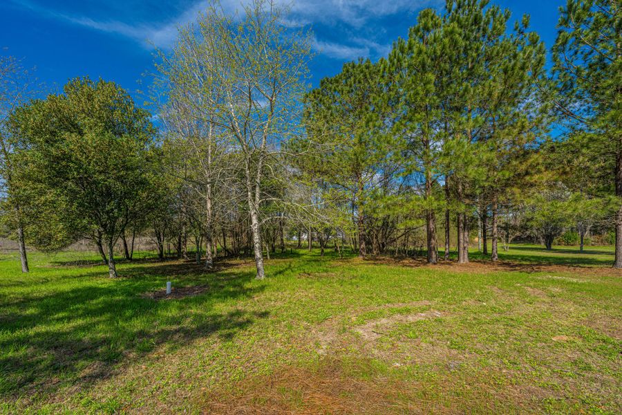 Natural landscape and outdoor views near  in Eutawville (Image 47).