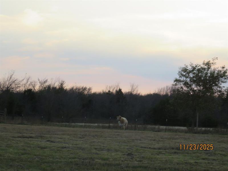 Fenced for cows in back acreage. **Cows for sale too!! Fenced for cows in back acreage. **Cows for sale too!!