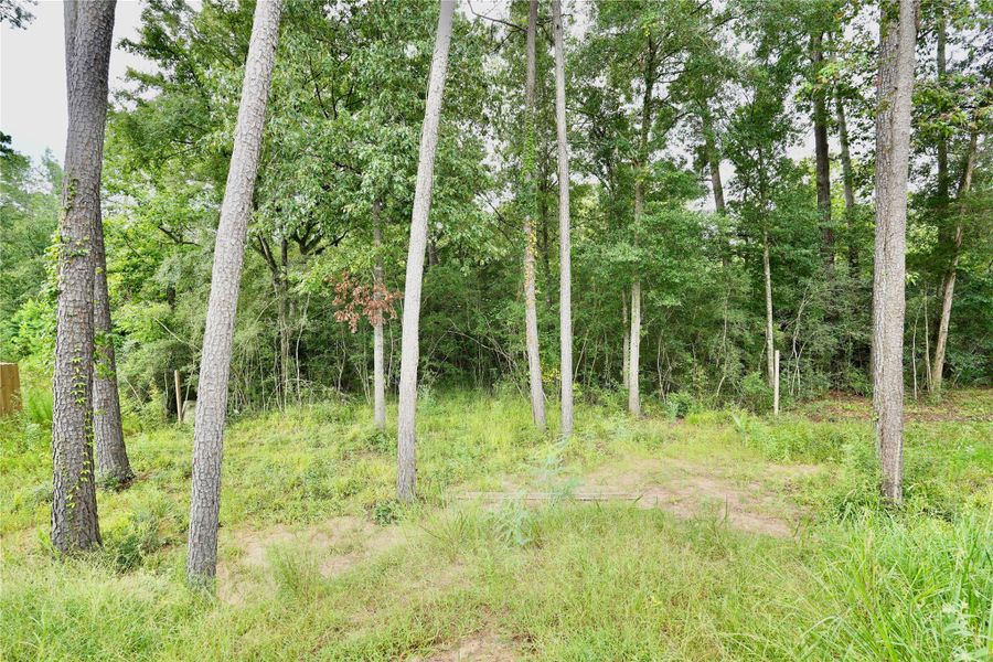 Natural landscape and outdoor views near in Conroe (Image 36). Natural landscape and outdoor views near in Conroe (Image 36).