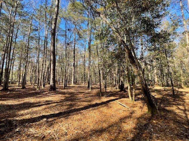 Natural landscape and outdoor views near  in Summerville (Image 24).