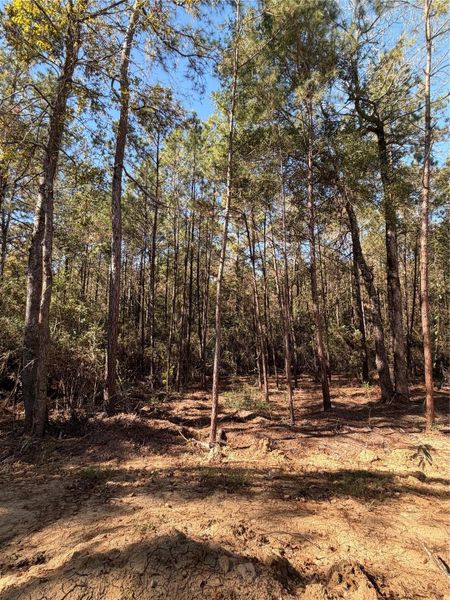 1.5 acres of serene wooded peacefulness