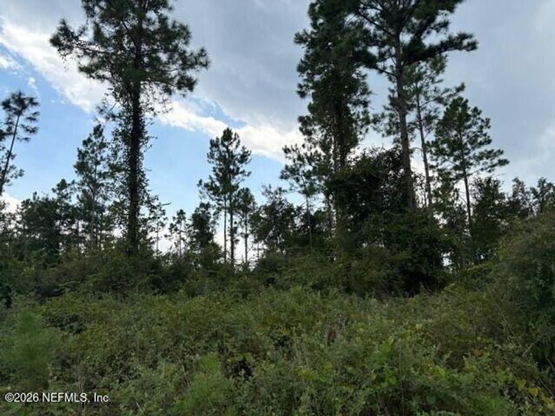 Natural landscape and outdoor views near Stables at Cary Forest in Bryceville (Image 14). Natural landscape and outdoor views near Stables at Cary Forest in Bryceville (Image 14).