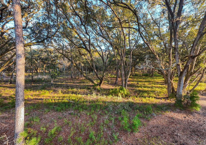 Natural landscape and outdoor views near  in Edisto Island (Image 51).